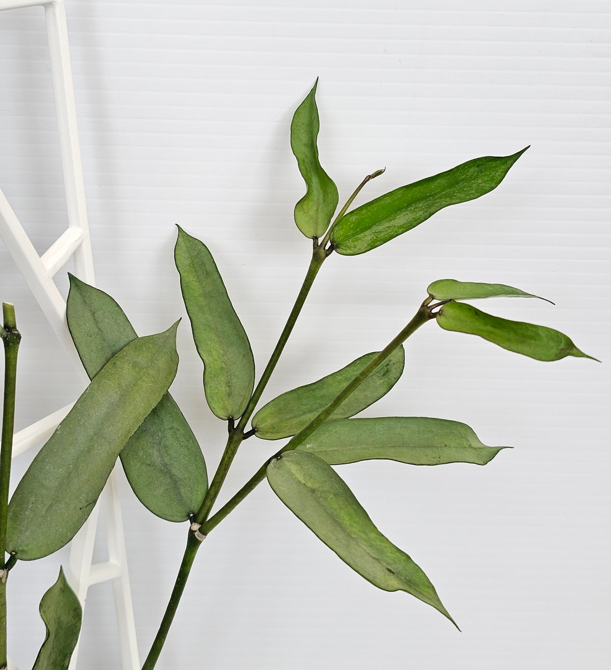Hoya Pandurata 'Tsiang Silver'
