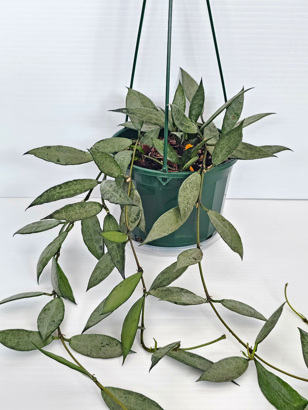 Hoya lacunosa 'Louisa's Silver' Baskets