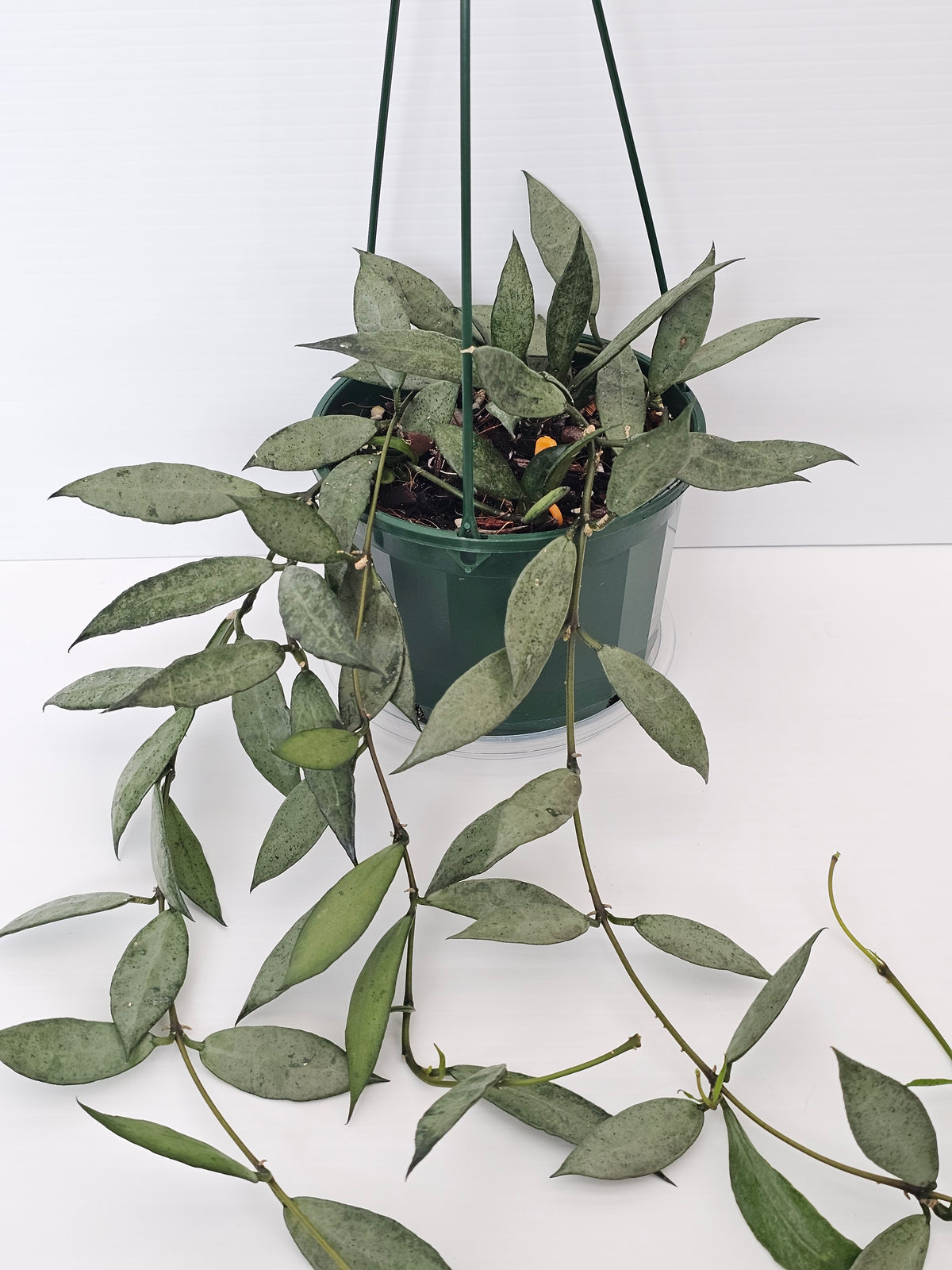 Hoya lacunosa 'Louisa's Silver' Baskets
