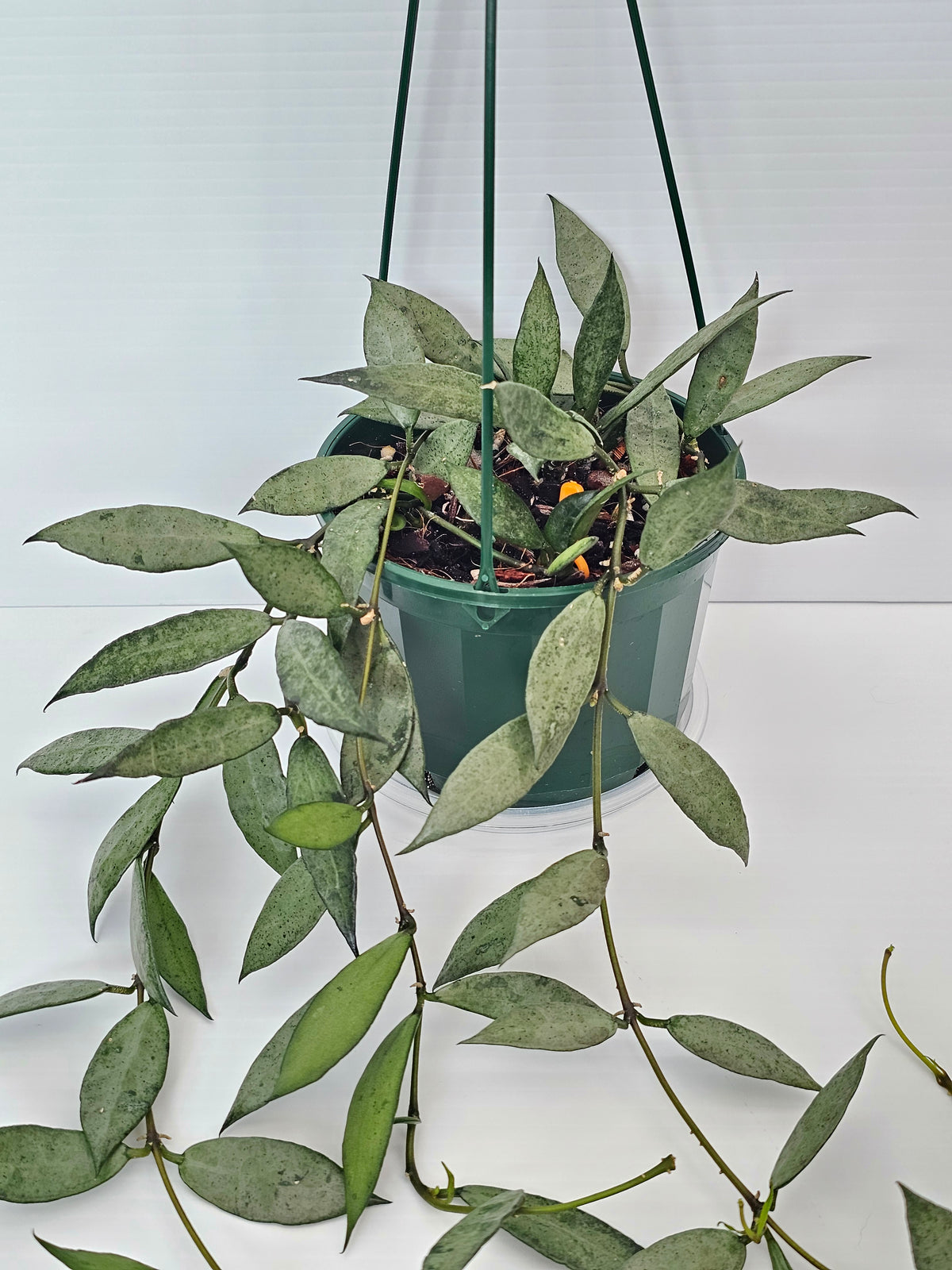 Hoya lacunosa 'Louisa's Silver' Baskets