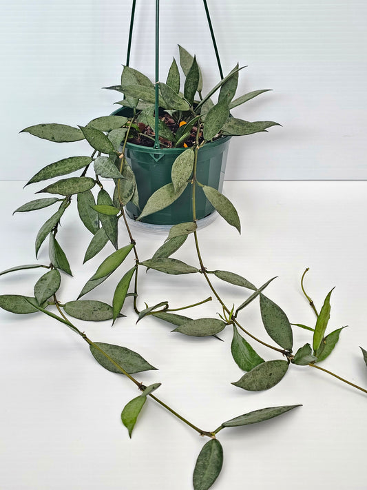 Hoya lacunosa 'Louisa's Silver' Baskets