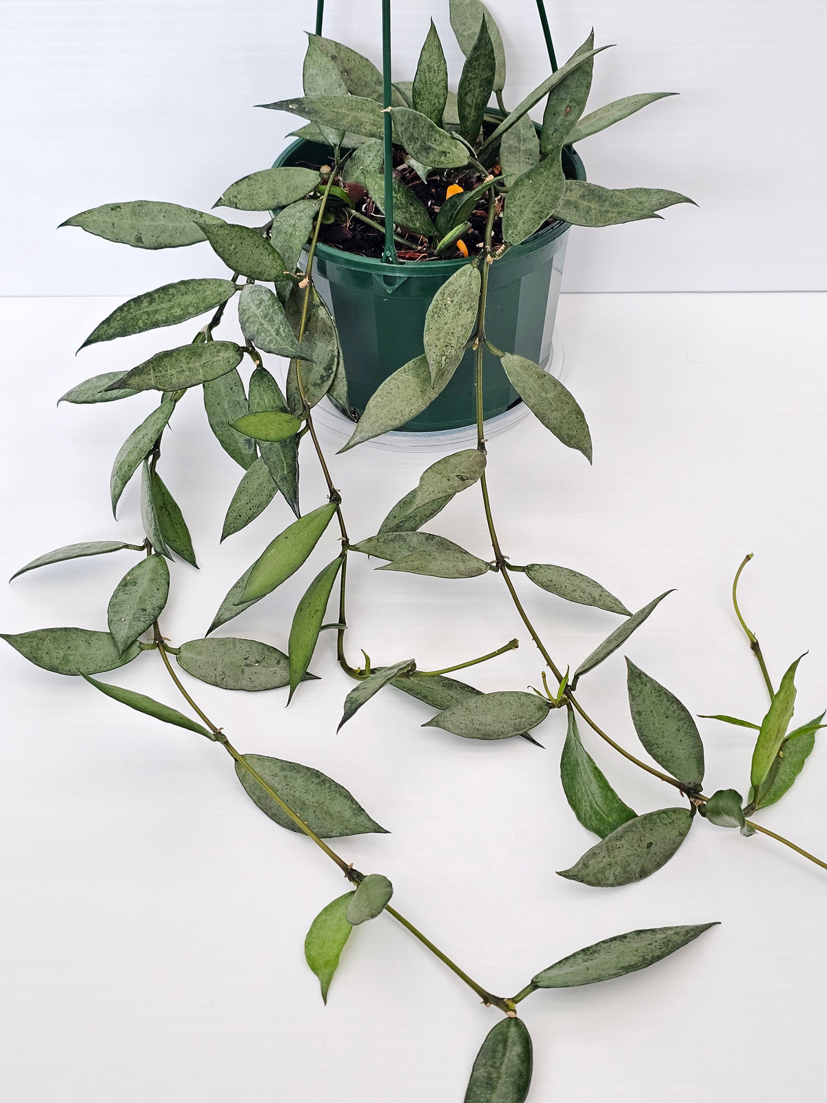 Hoya lacunosa 'Louisa's Silver' Baskets