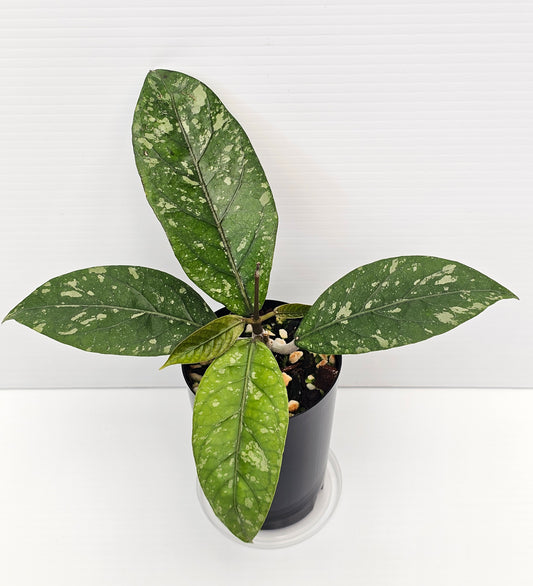 Hoya sp. Gayo Lues 'Splash'  RARE