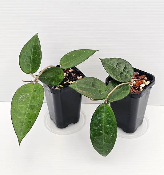 Hoya verticillata 'Black Margin'