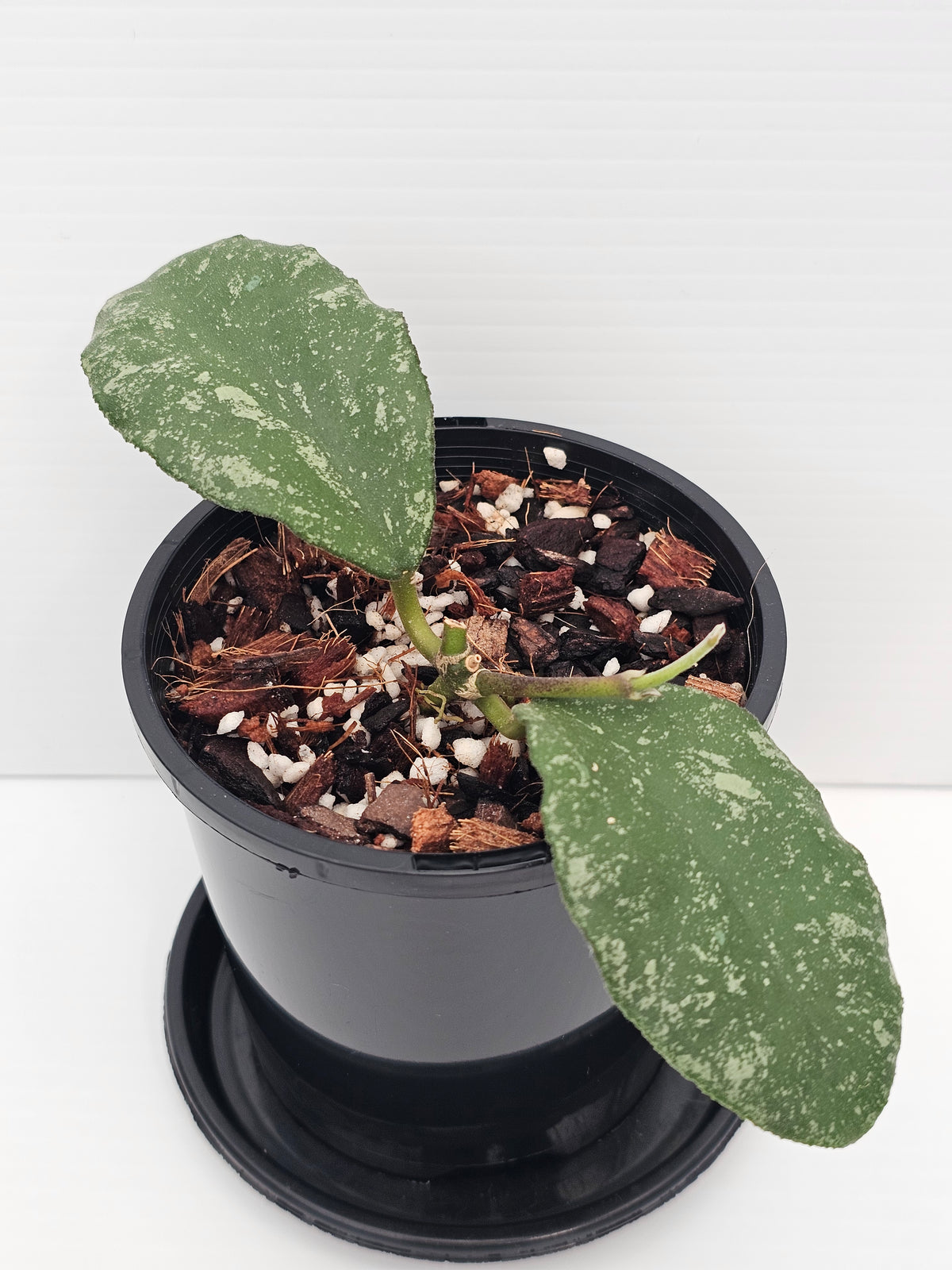 Hoya waymaniae 'Cloudy Sky'