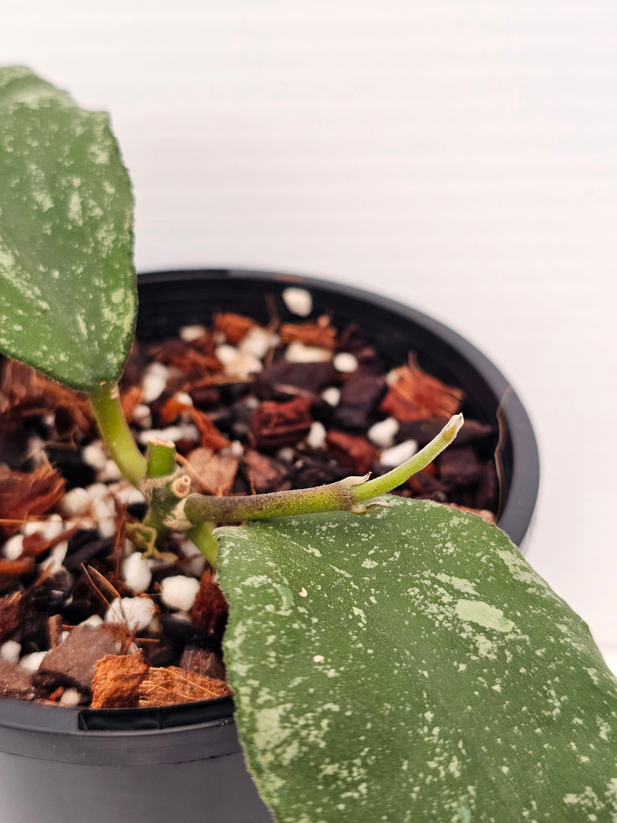 Hoya waymaniae 'Cloudy Sky'