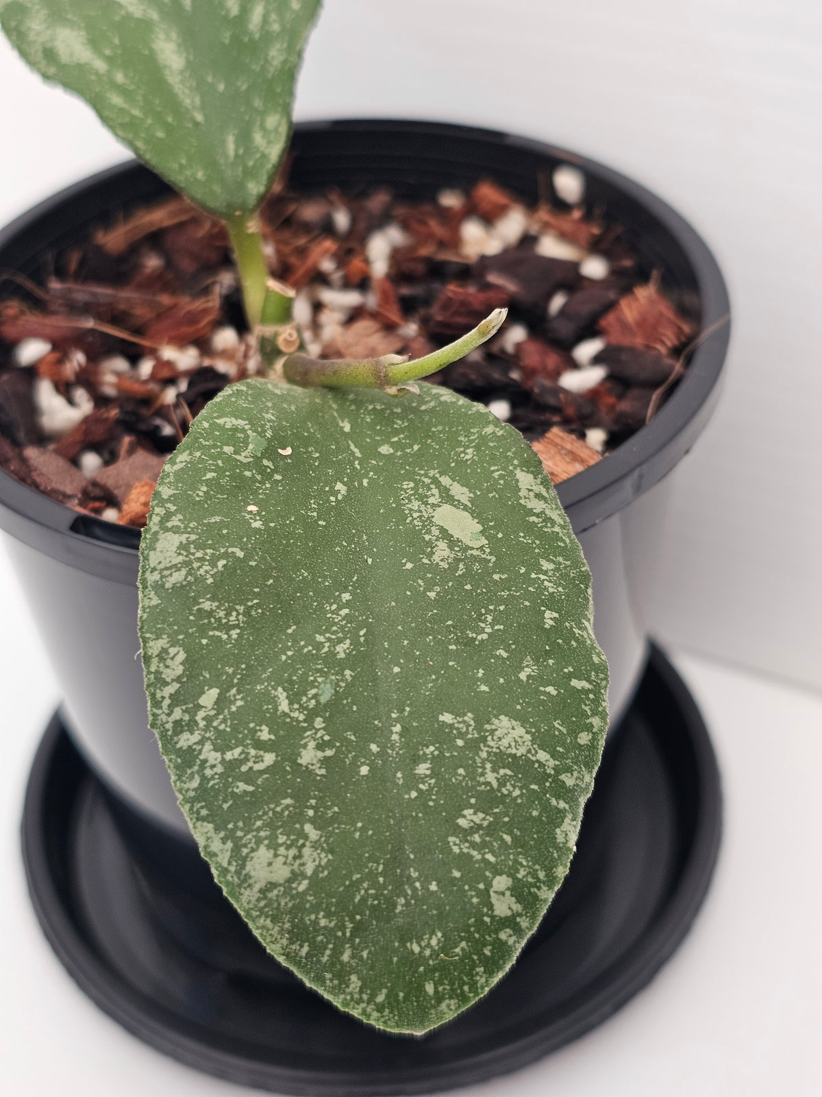 Hoya waymaniae 'Cloudy Sky'