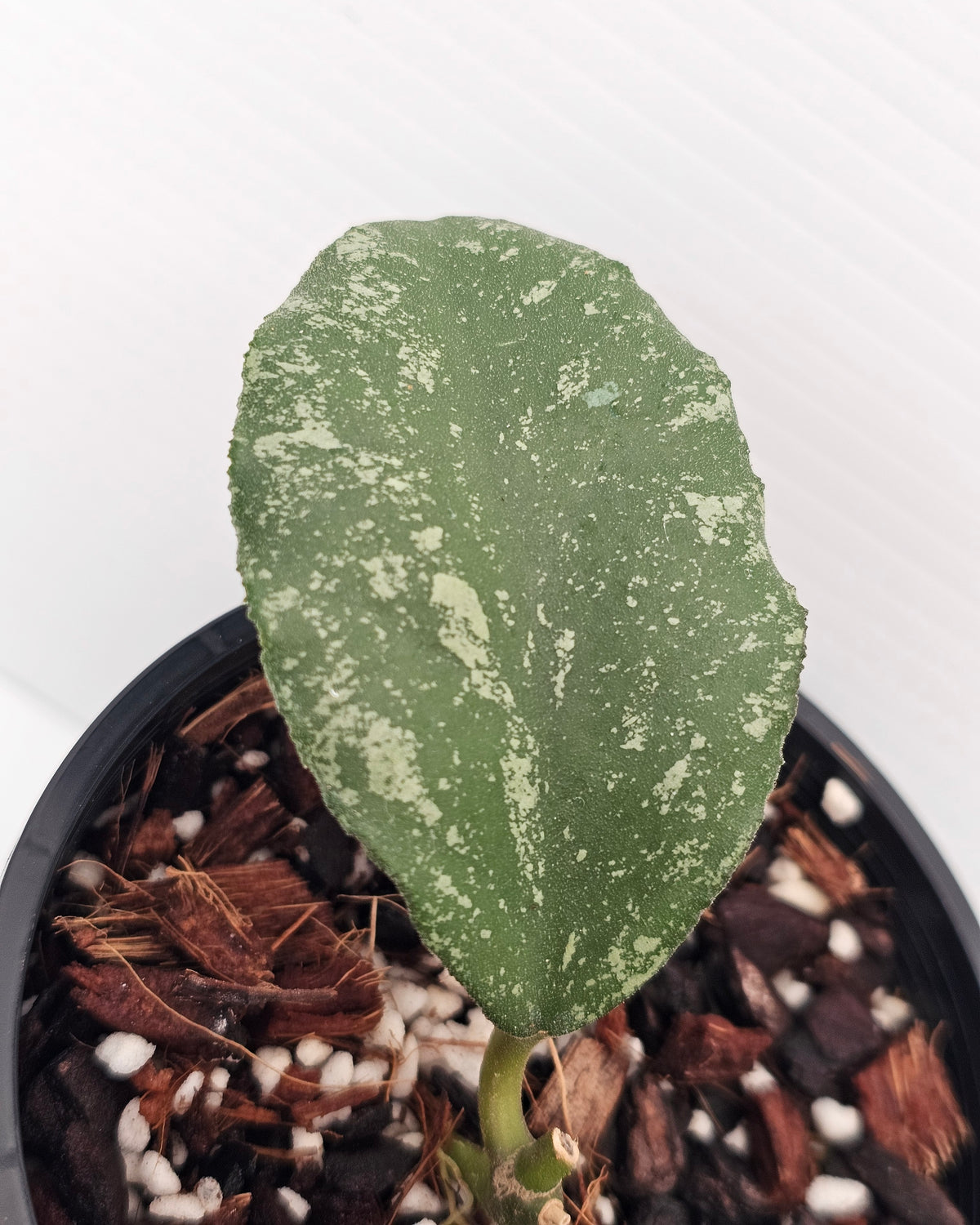 Hoya waymaniae 'Cloudy Sky'