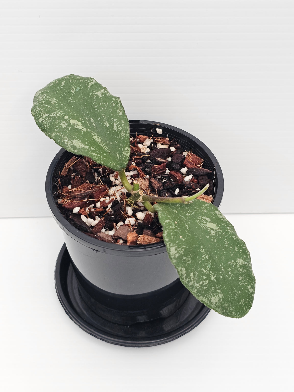 Hoya waymaniae 'Cloudy Sky'