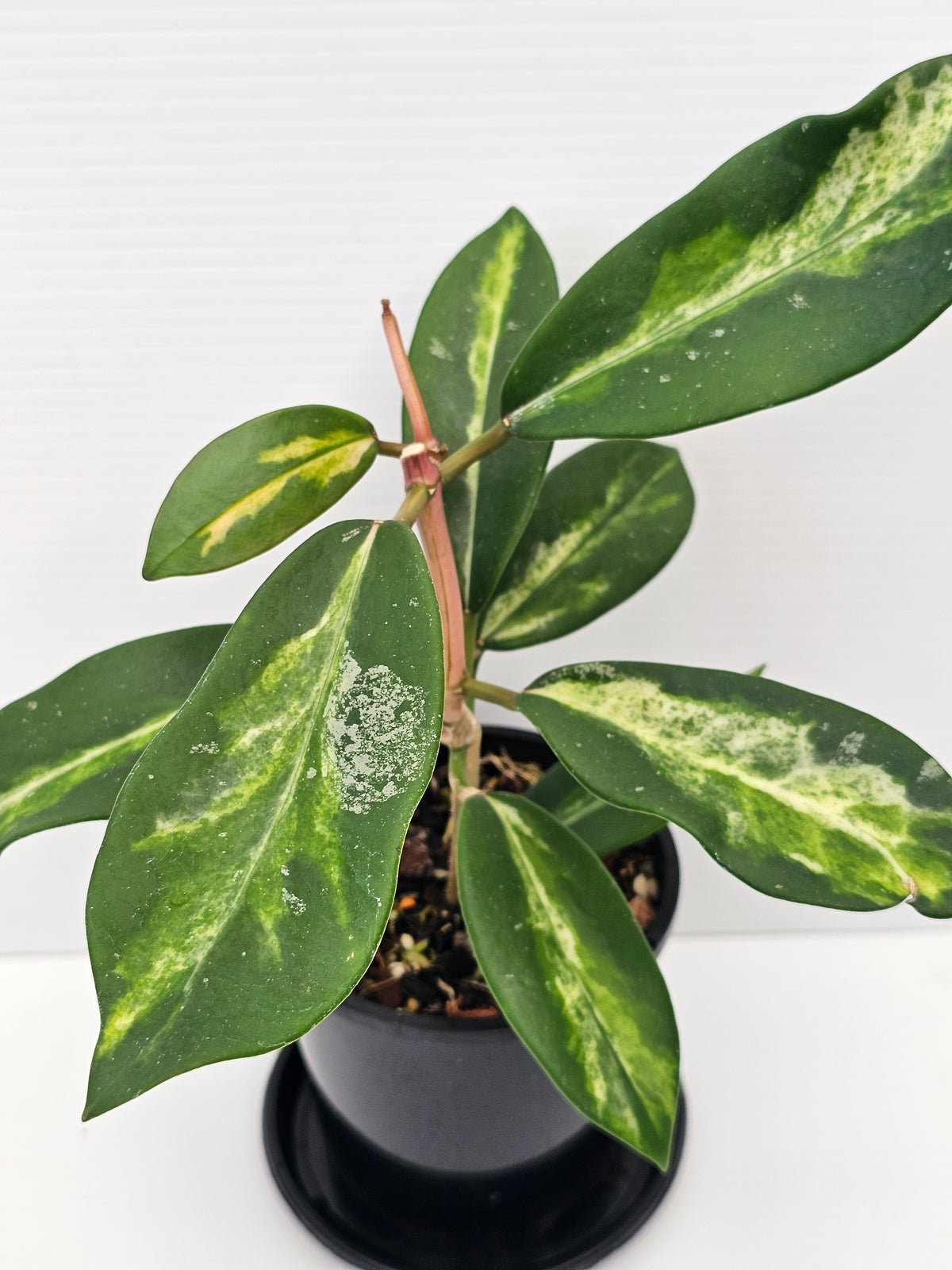 Hoya diversifolia 'Inner Variegated'