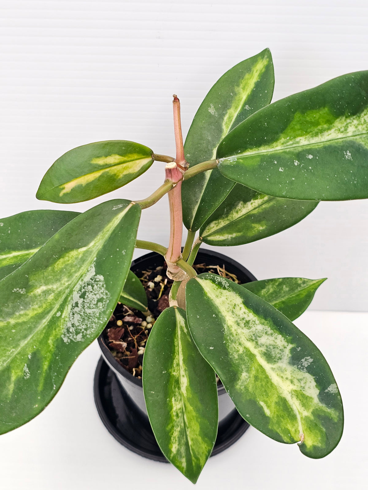 Hoya diversifolia 'Inner Variegated'