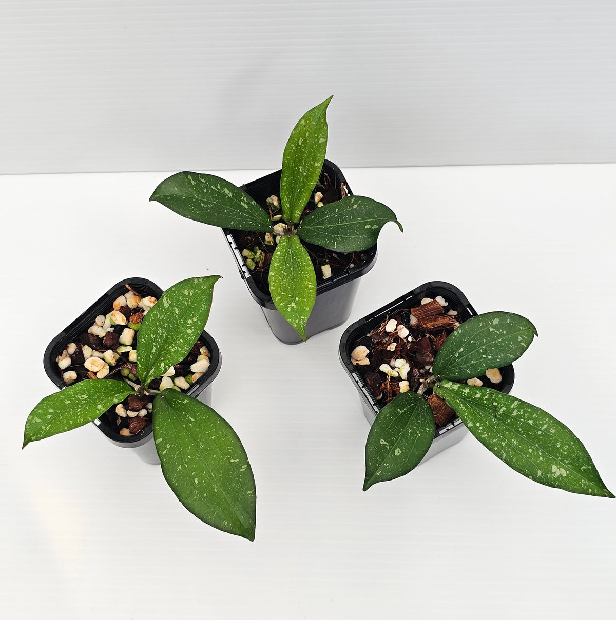Hoya erythrina ' Silver Splash'