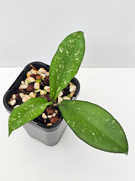 Hoya erythrina ' Silver Splash'
