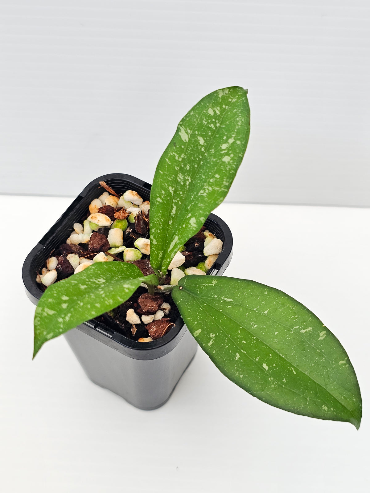 Hoya erythrina ' Silver Splash'
