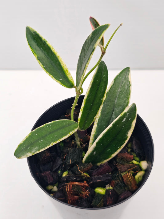 Hoya Lyi Prism (Dotted Margin) Albomarginata