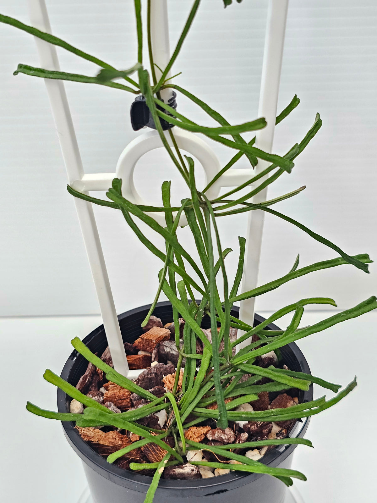 Hoya retusa