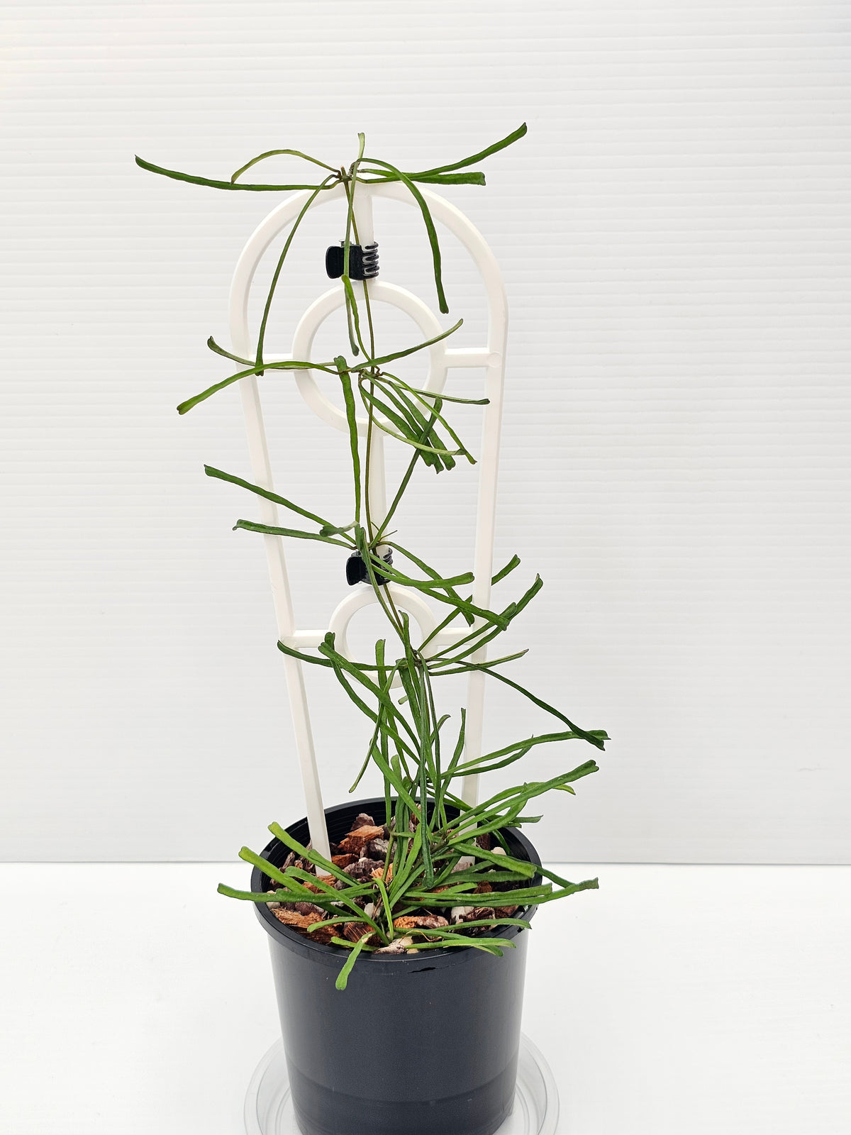Hoya retusa
