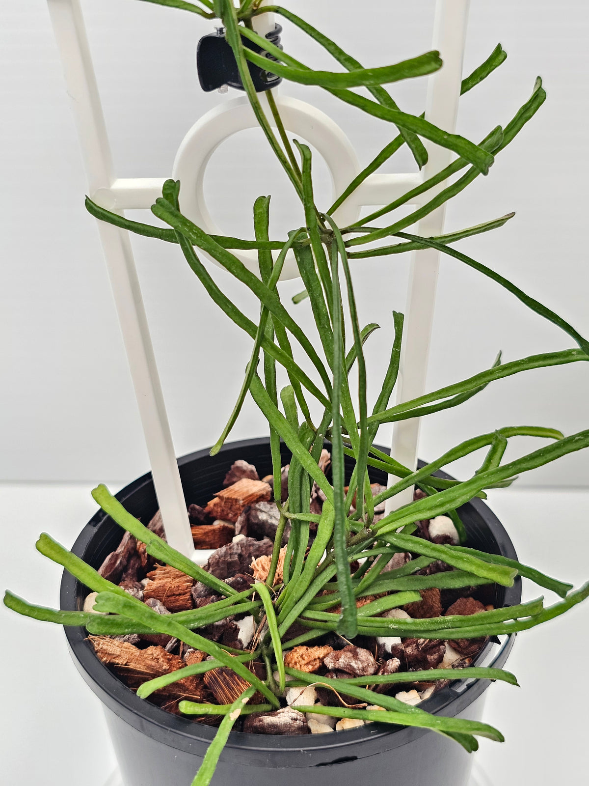 Hoya retusa