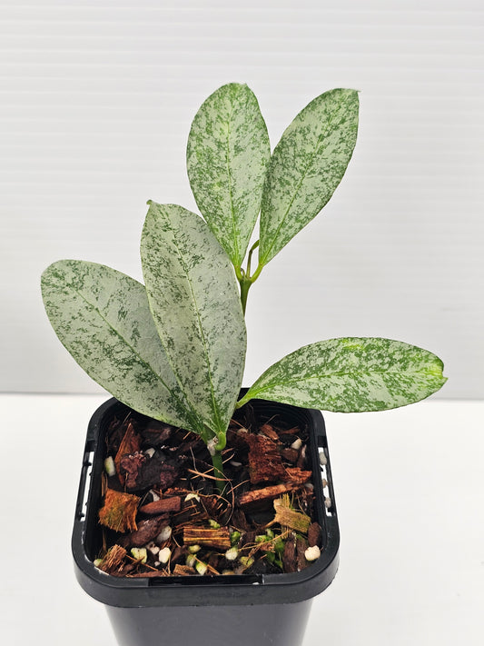 Hoya amicabilis  'Silver'
