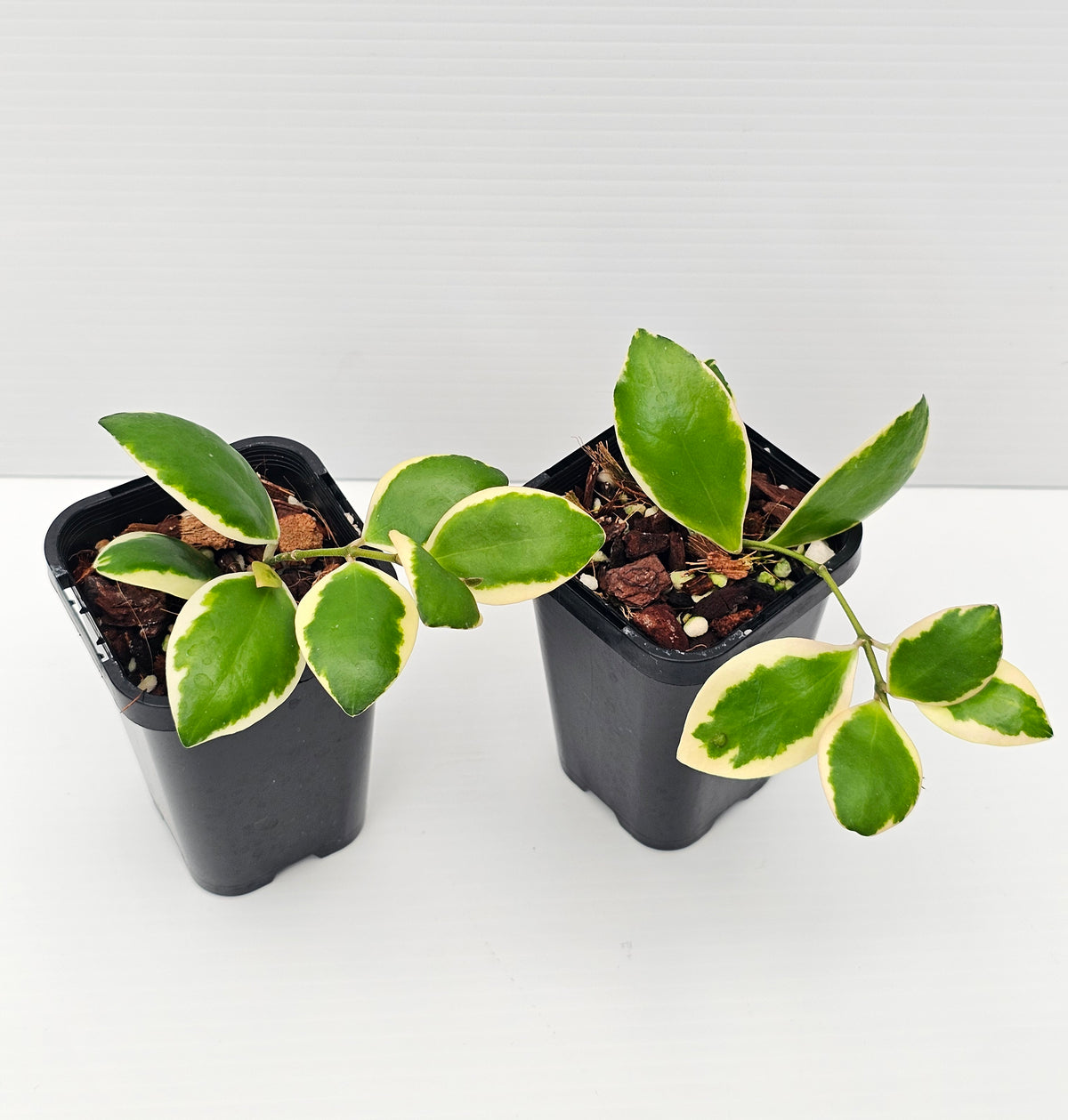 Hoya incurvula 'Palta' Albomarginata