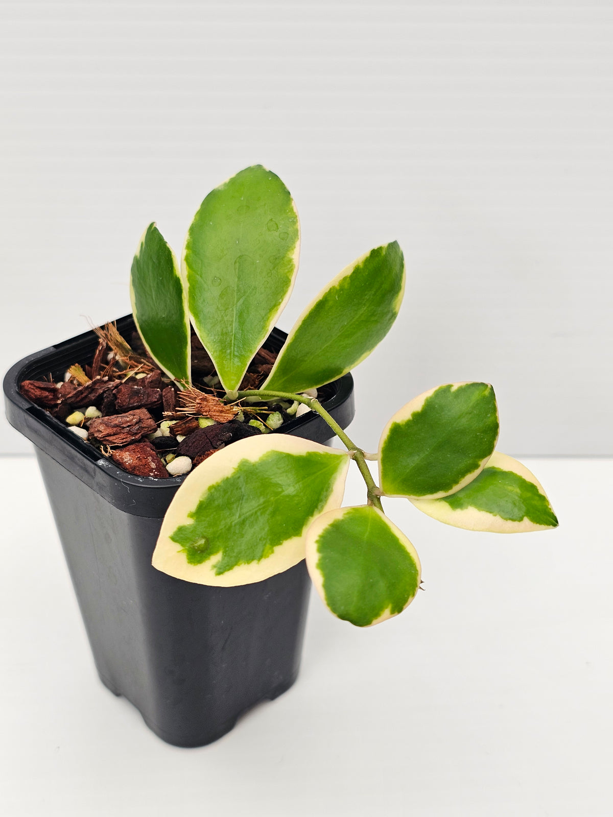 Hoya incurvula 'Palta' Albomarginata