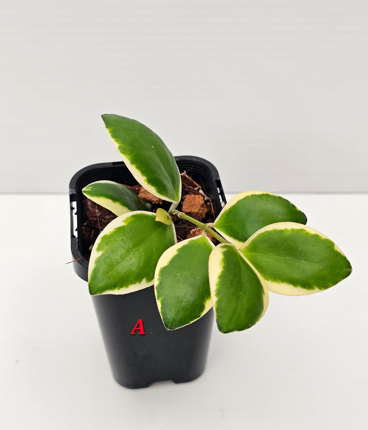 Hoya incurvula 'Palta' Albomarginata