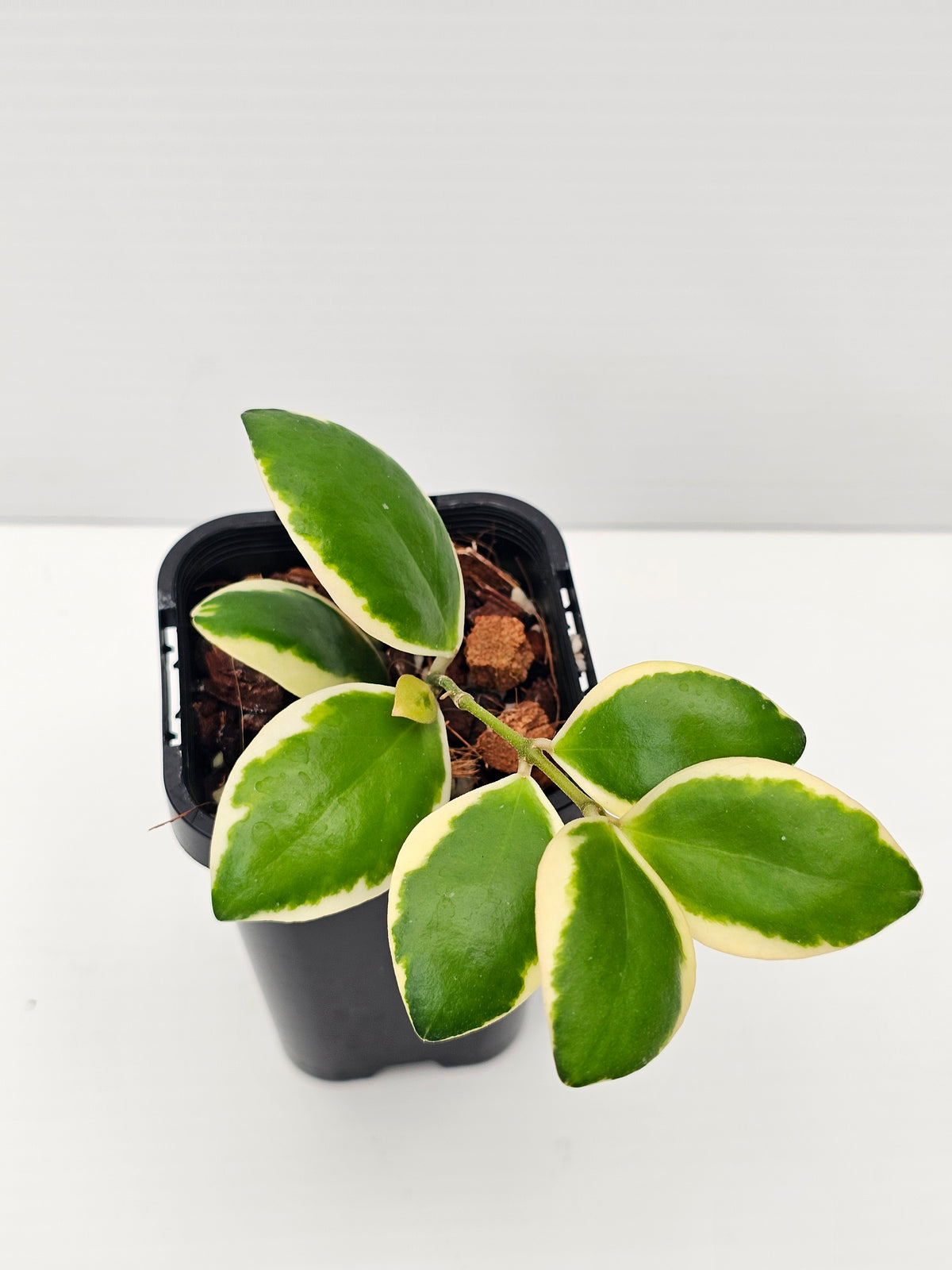 Hoya incurvula 'Palta' Albomarginata