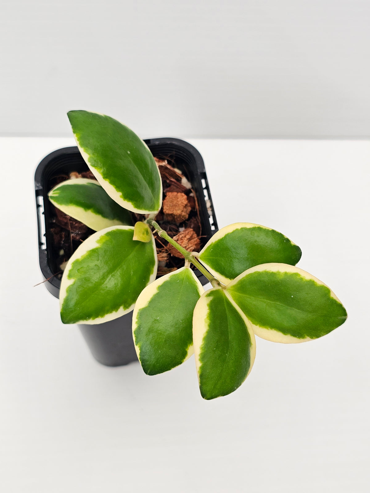 Hoya incurvula 'Palta' Albomarginata
