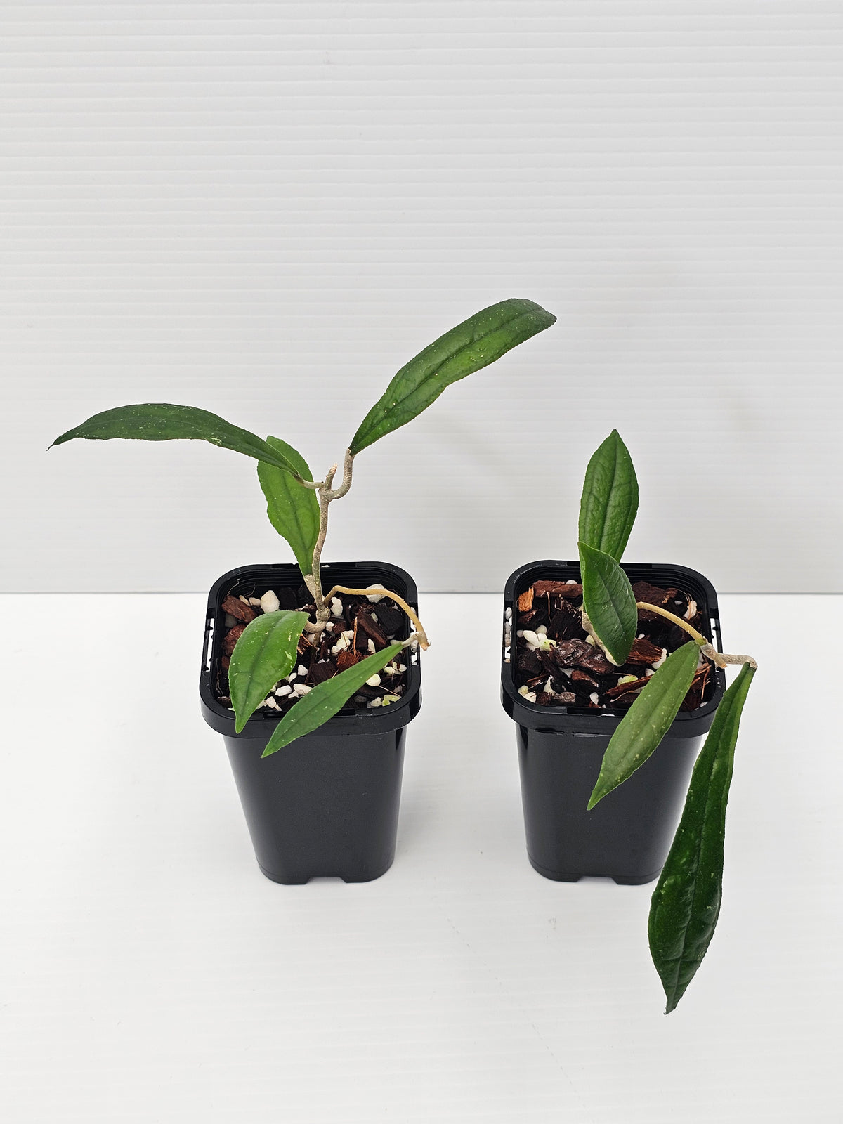 Hoya rigidifolia