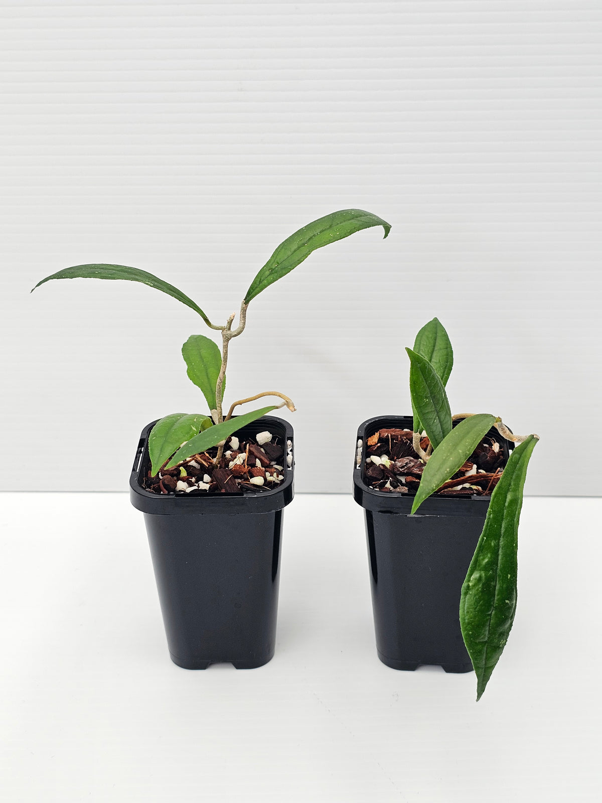 Hoya rigidifolia