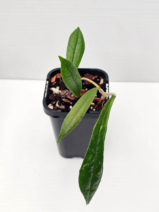 Hoya rigidifolia