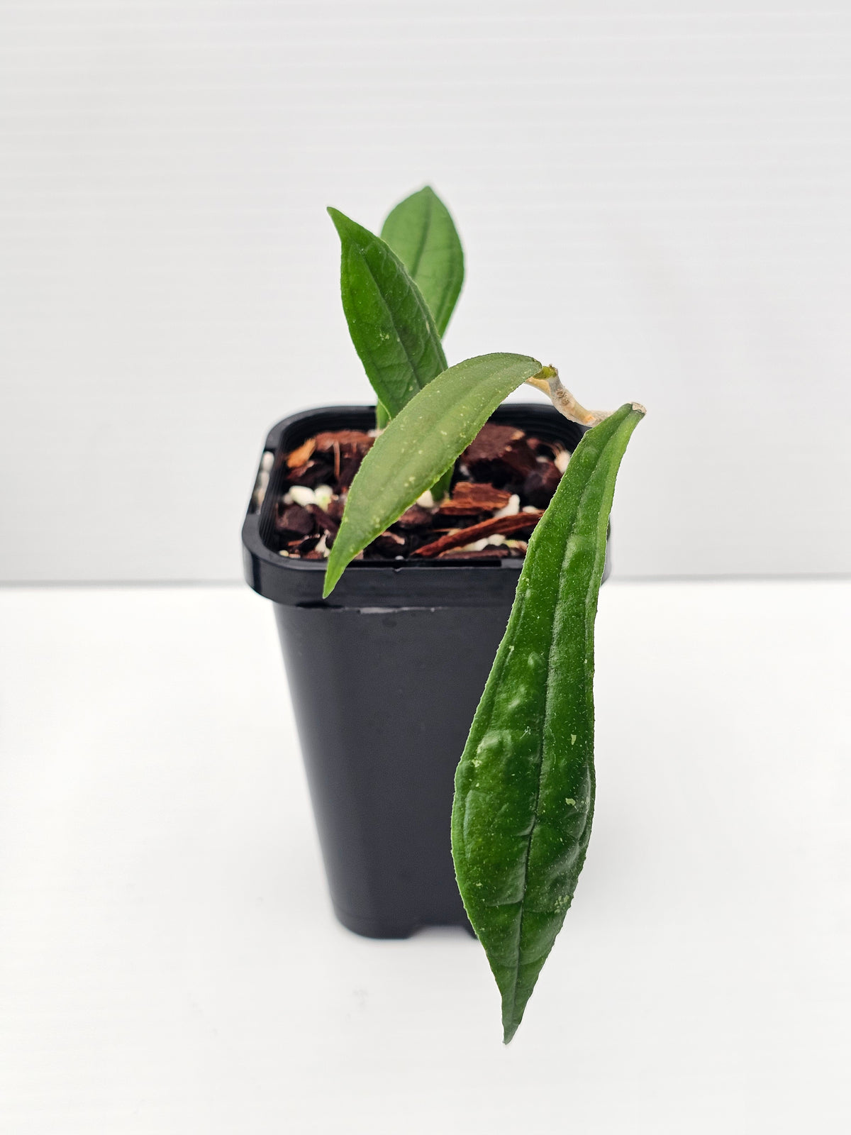Hoya rigidifolia