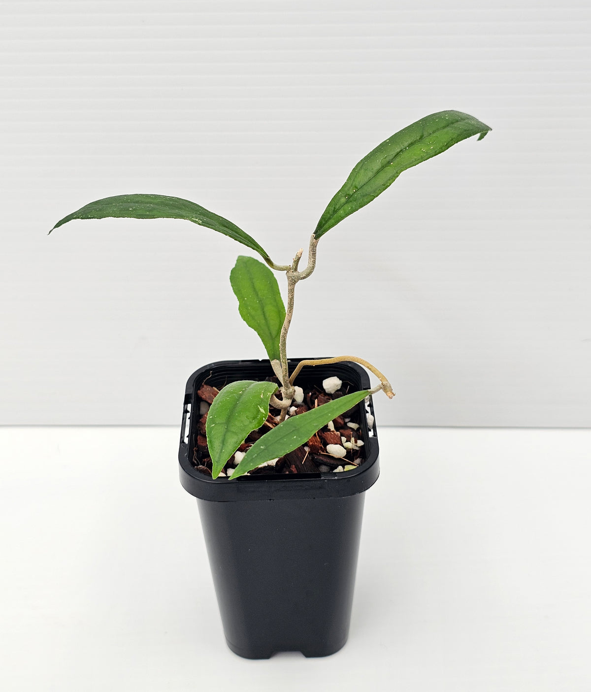 Hoya rigidifolia