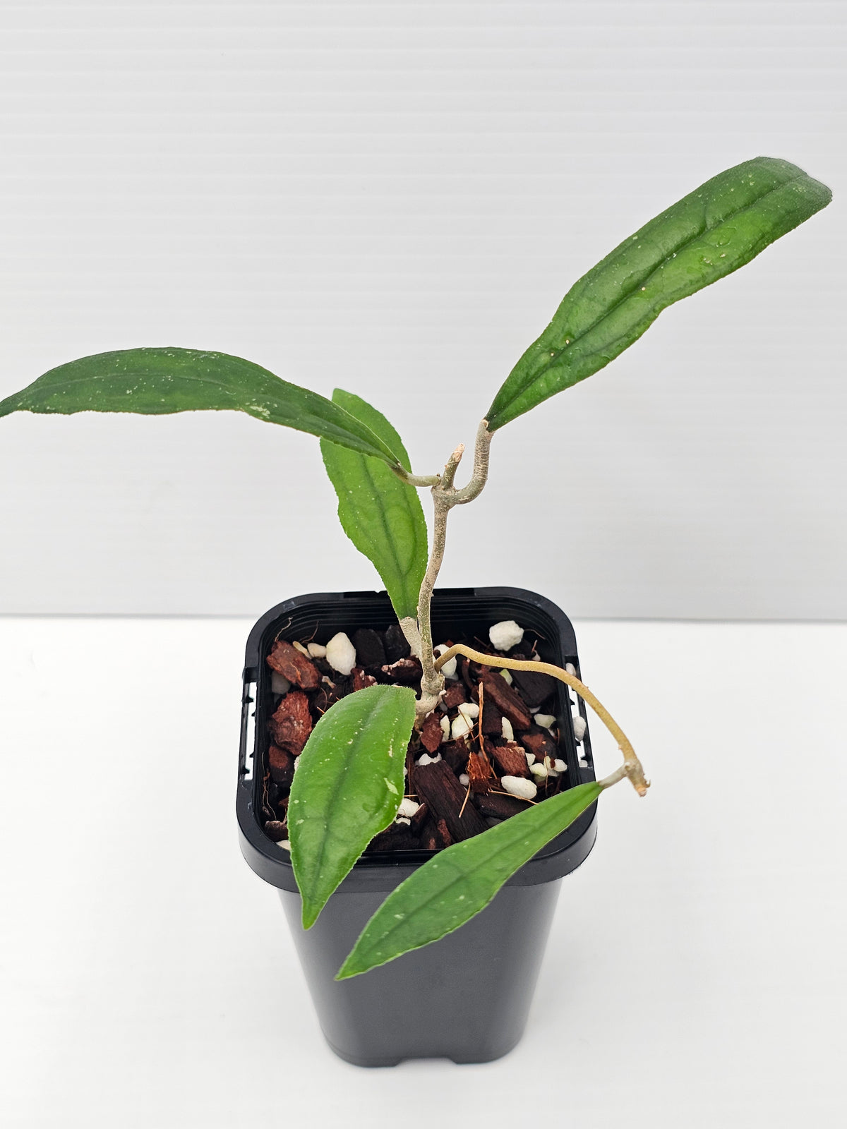 Hoya rigidifolia