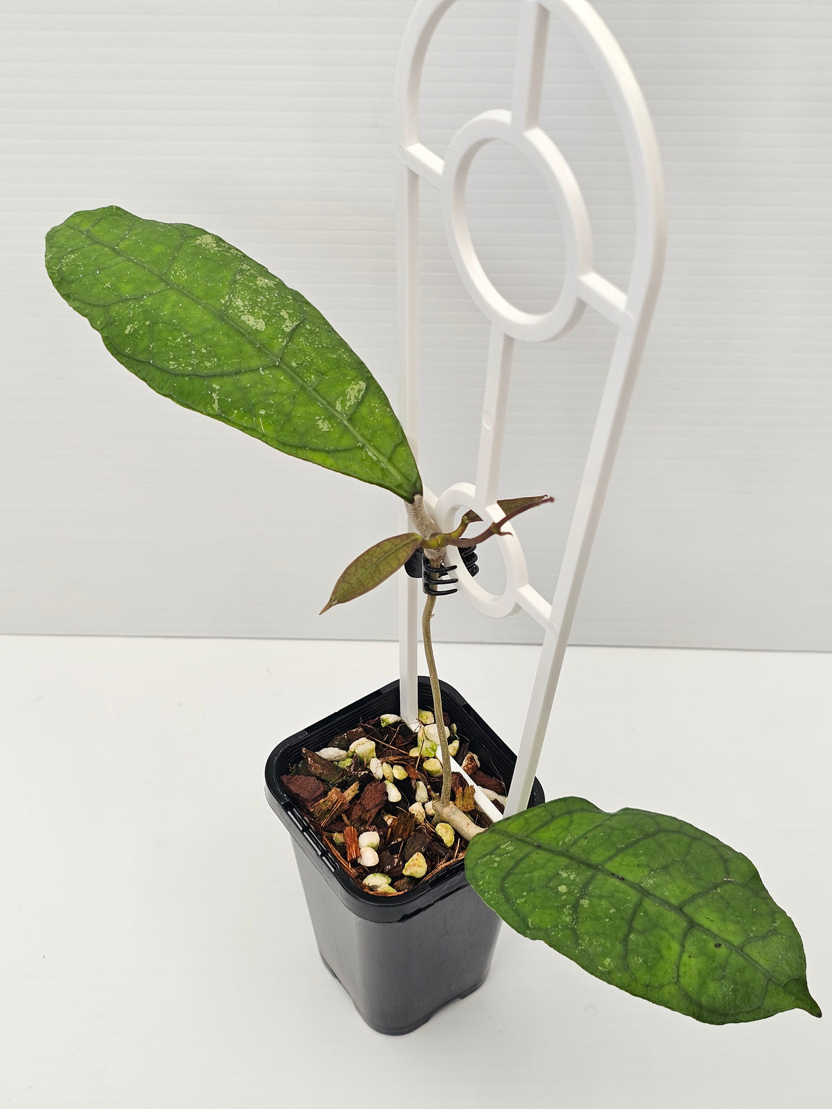 Hoya peninsularis