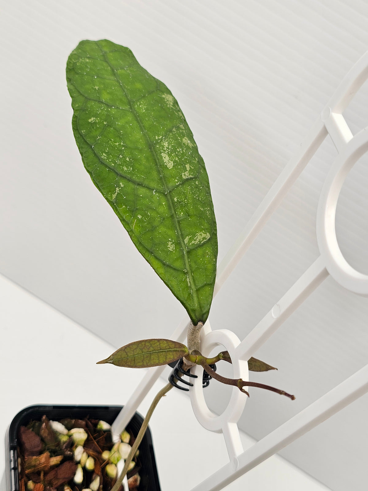 Hoya peninsularis