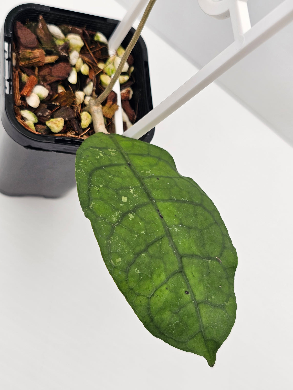 Hoya peninsularis