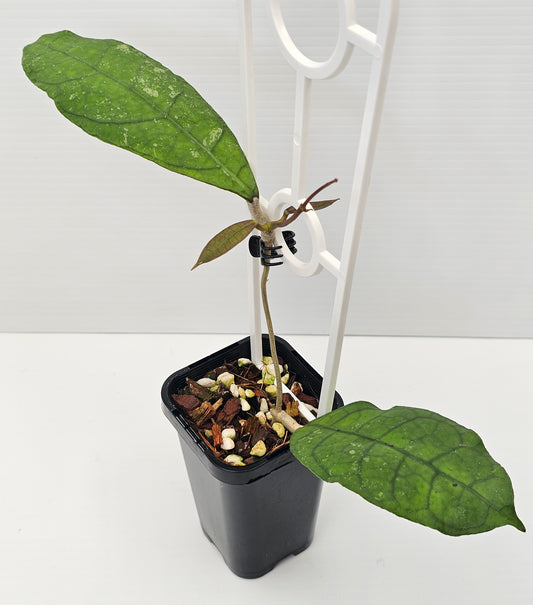 Hoya peninsularis