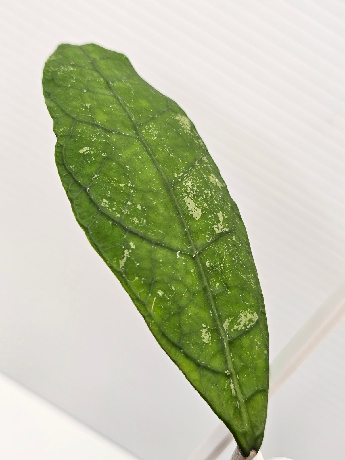 Hoya peninsularis