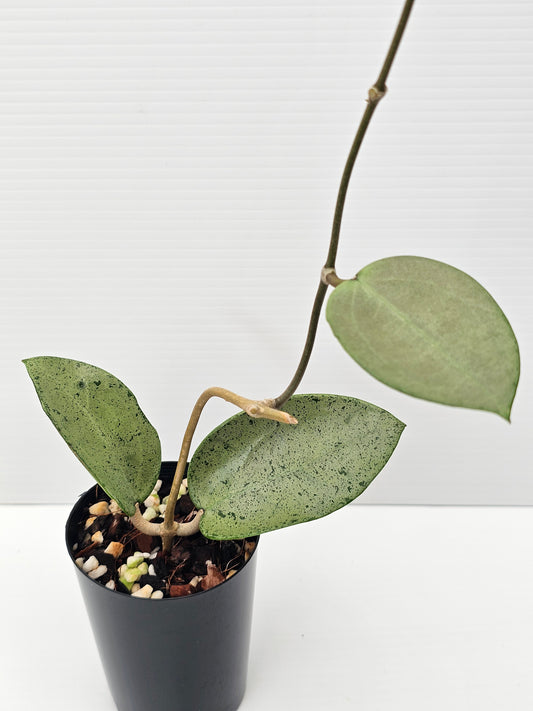 Hoya verticillata 'Silver Heart'