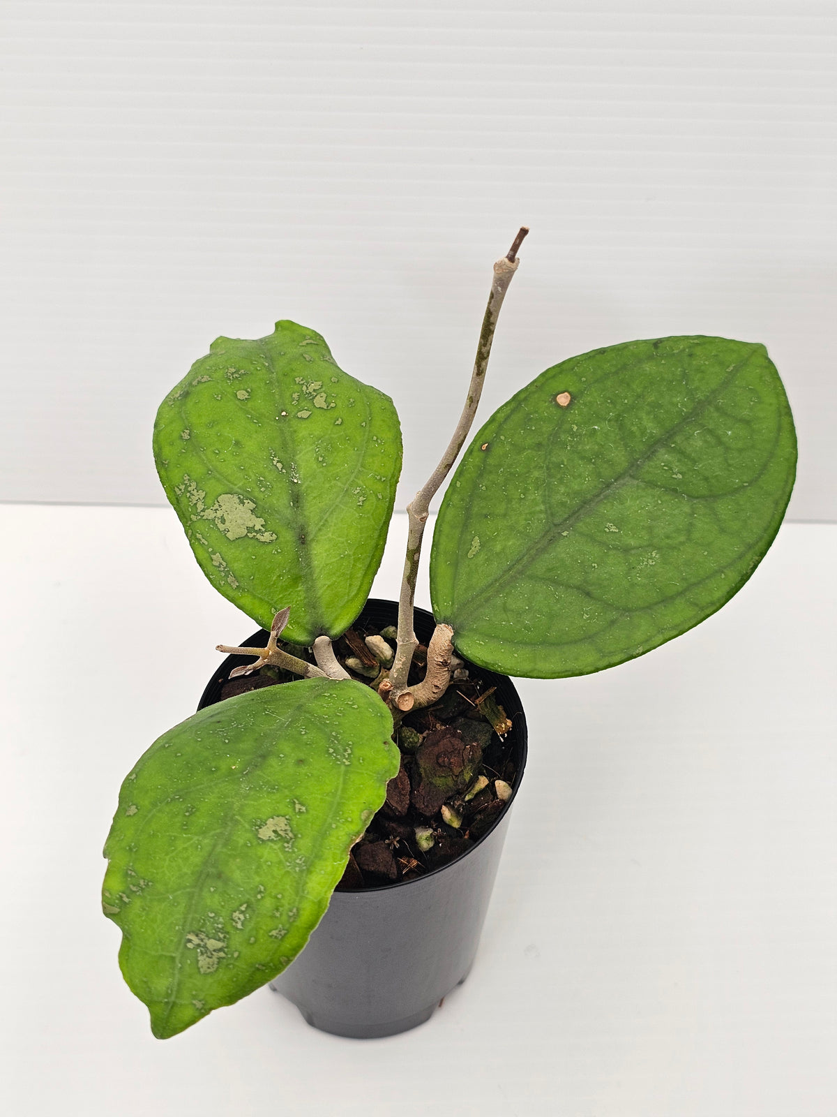 Hoya vitellina 'Orange'