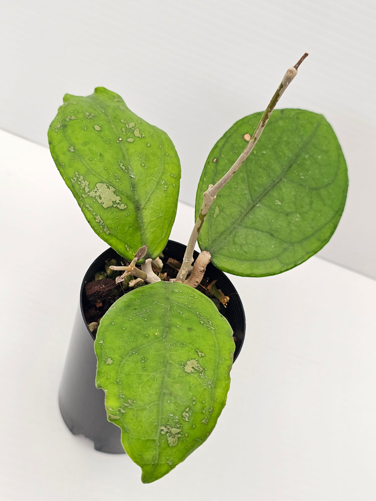 Hoya vitellina 'Orange'