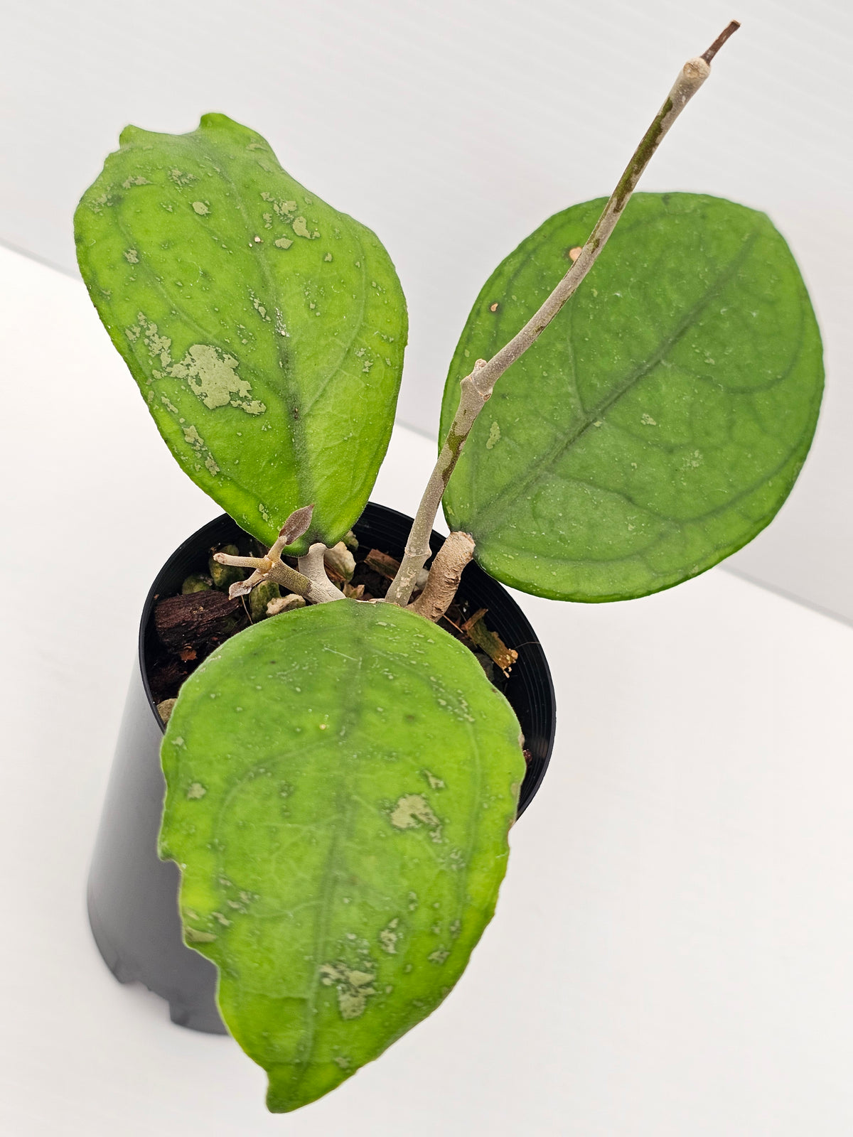Hoya vitellina 'Orange'