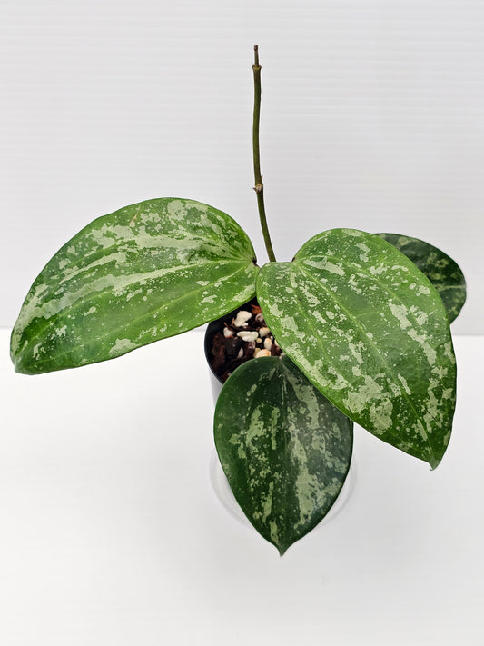 Hoya latifolia  'Snow Queen'