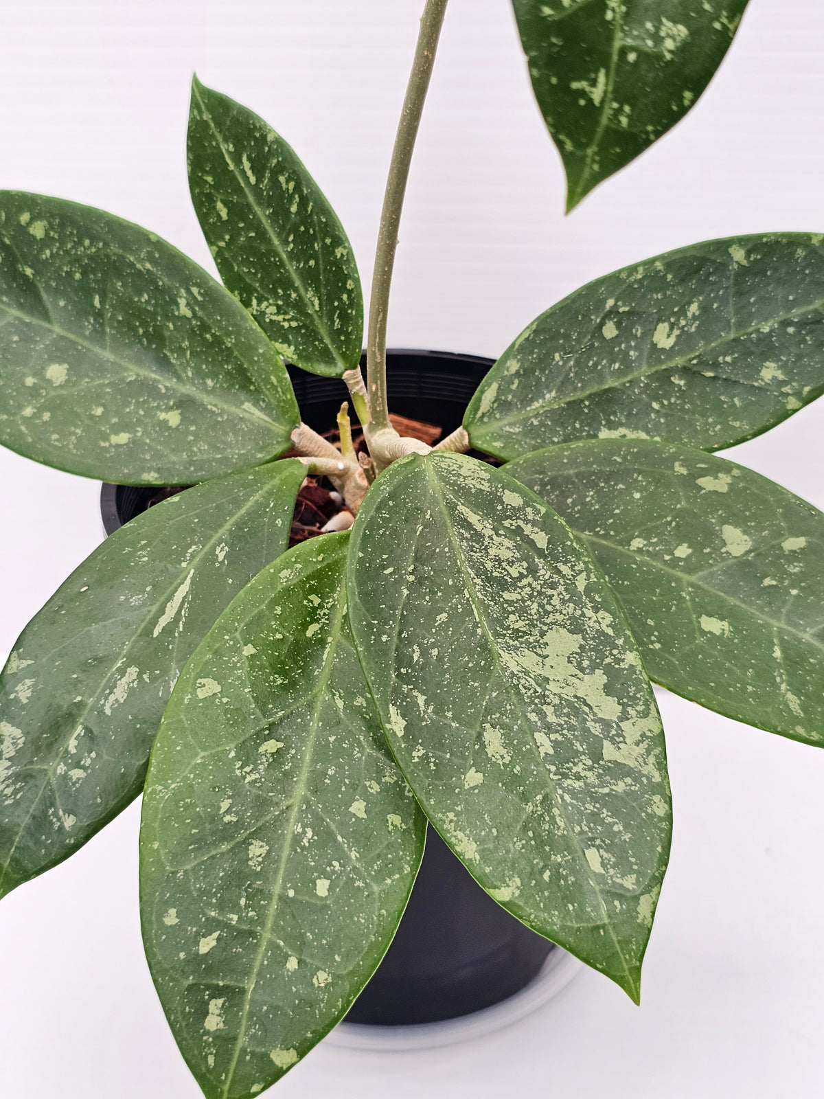 Hoya sp. Para Splash