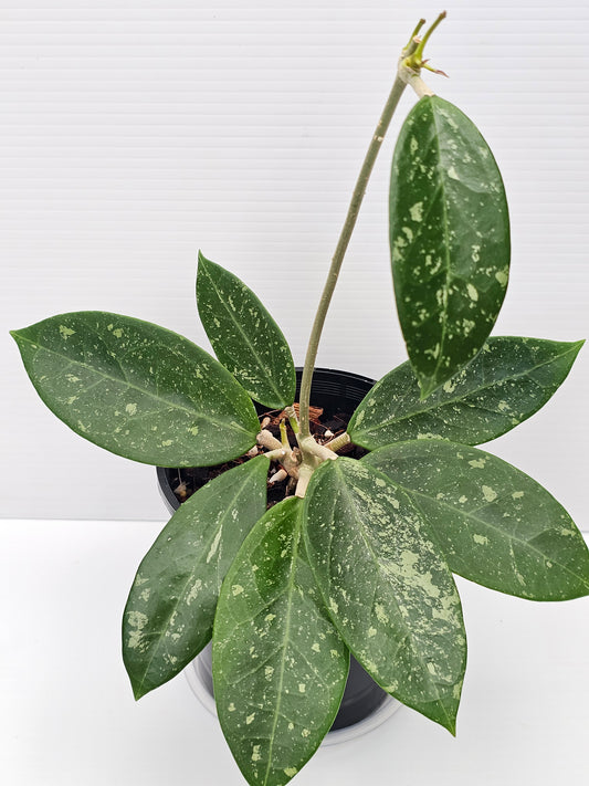 Hoya sp. Para Splash