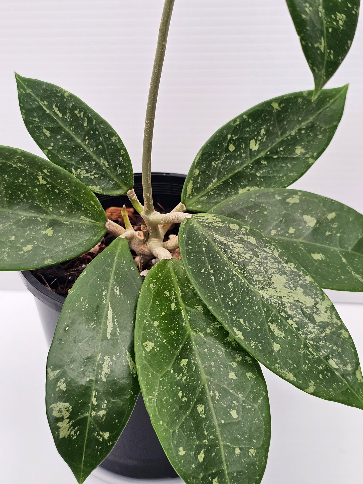 Hoya sp. Para Splash