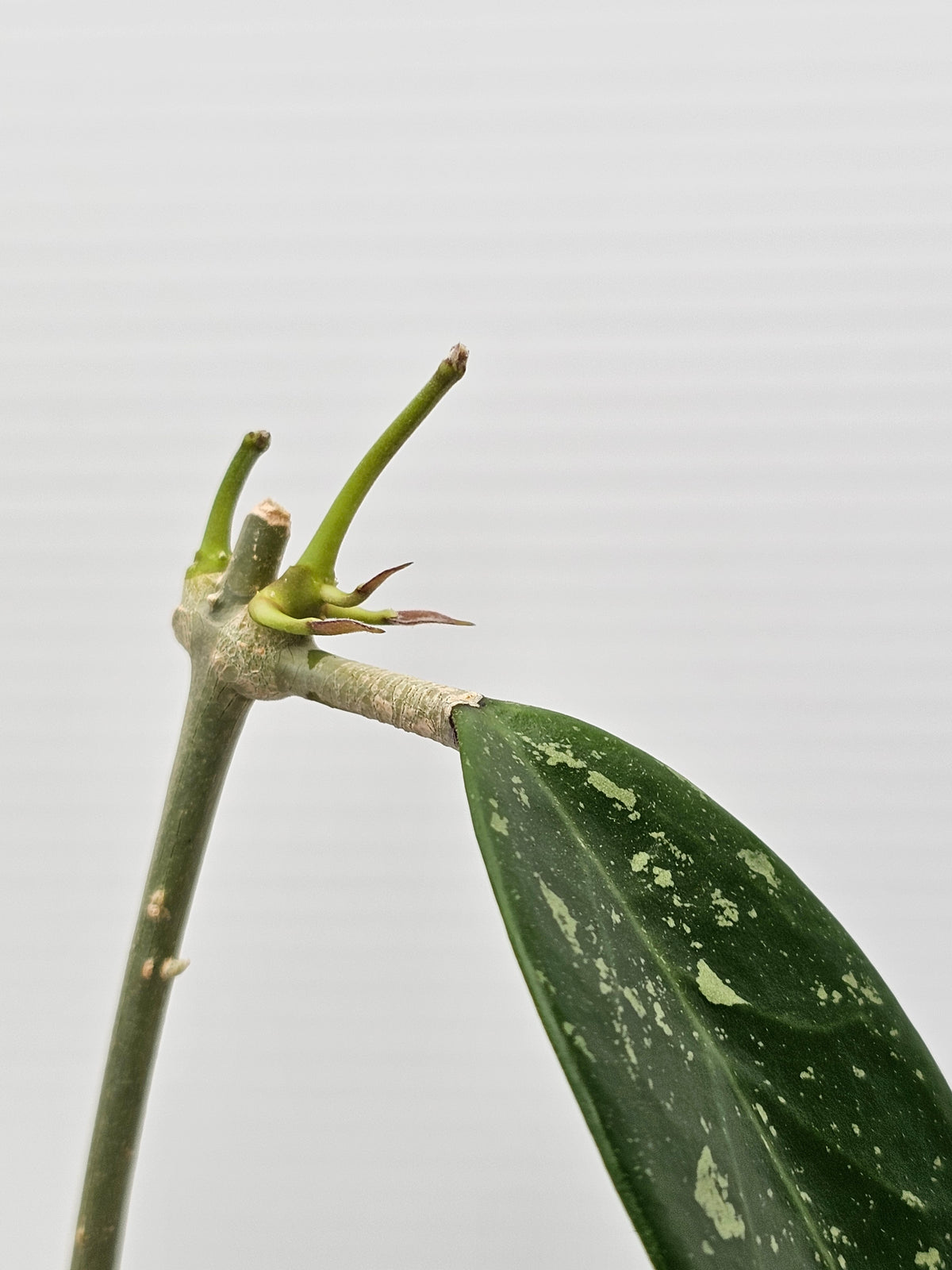Hoya sp. Para Splash