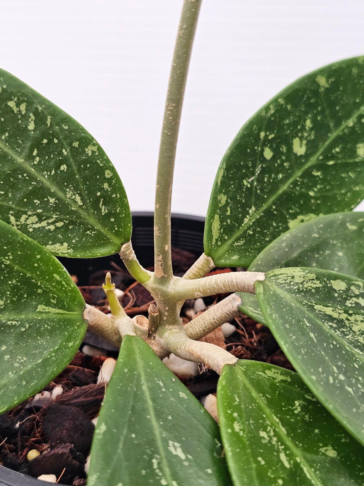 Hoya sp. Para Splash