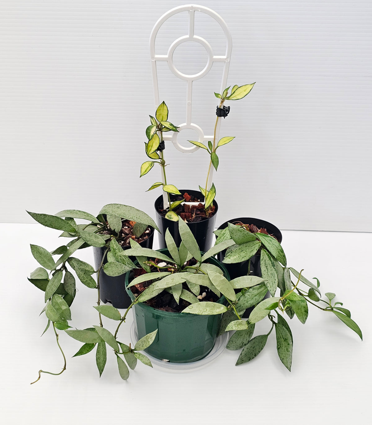 Hoya Lacunosa Bundle Pack